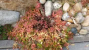 Garten 2019 bis 7.6.2019 313.webp