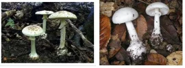 Knollenblätterpilz grün u. weiss.webp