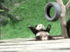 jjdtfgh.gif