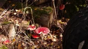 100_0061.webp