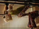 DSCN2040 (800x600).webp