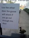 birds-being-jerks-16-5d5e4c167522c__700.webp