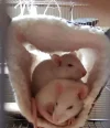 Flauschis Flauschtunnel.webp