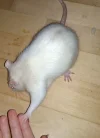 Jake.webp