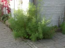 100_0005_1.webp