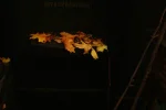 herbst1klein.webp