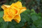 DSC04855.webp