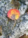 Herbstblatt0049.webp
