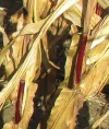 IMG_3557 (4).webp
