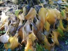 Hosta_IMG_20191110_113132.webp