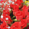 roseschön.gif