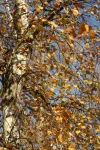 IMG_4453_sk2.webp