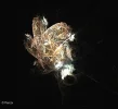 FABERGE 151119_6.webp
