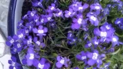 Garten 2019 bis 7.6.2019 1625.webp