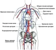 Упражнение для здоровья почек