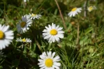 DSC_0929.webp