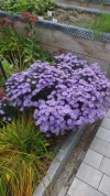 Garten 2019 bis 7.6.2019 011.webp