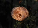 Frose001p.webp