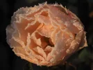 Frose002p.webp