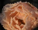 Frose003p.webp
