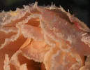 Frose004p.webp