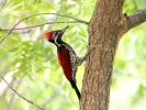 specht-in-de-tuin.webp