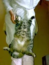 Ivanhoe3.webp