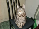 felix.webp