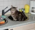 felix2.webp