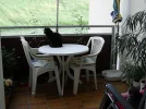 cats7.webp