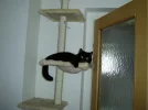 K640_cats 4.webp