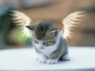 Katzenengel.webp