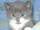 Balou.webp