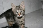 007.webp