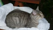 speedy klein.webp
