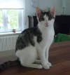 rocky klein.webp