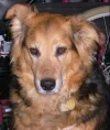 #13 Dein Hundi 400x600 Veränderte größe  pn wolfi 7 Hundi.webp