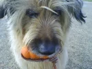 balli15.webp