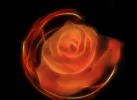 apohysis-rose.webp