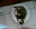 Luna.webp