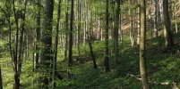 IMG_4184_LandsbergWald.webp