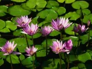 Wasserlilien.webp