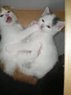 006.webp
