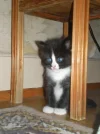 011.webp