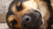dog_sleeping2.webp