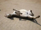 Chiemsee 2011 079.webp