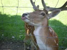 chiemsee 2012 175.webp