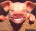 schwein.webp