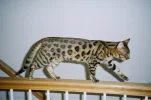 20110512144445!BengalCat_Stella.webp