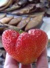 01062009690.webp
